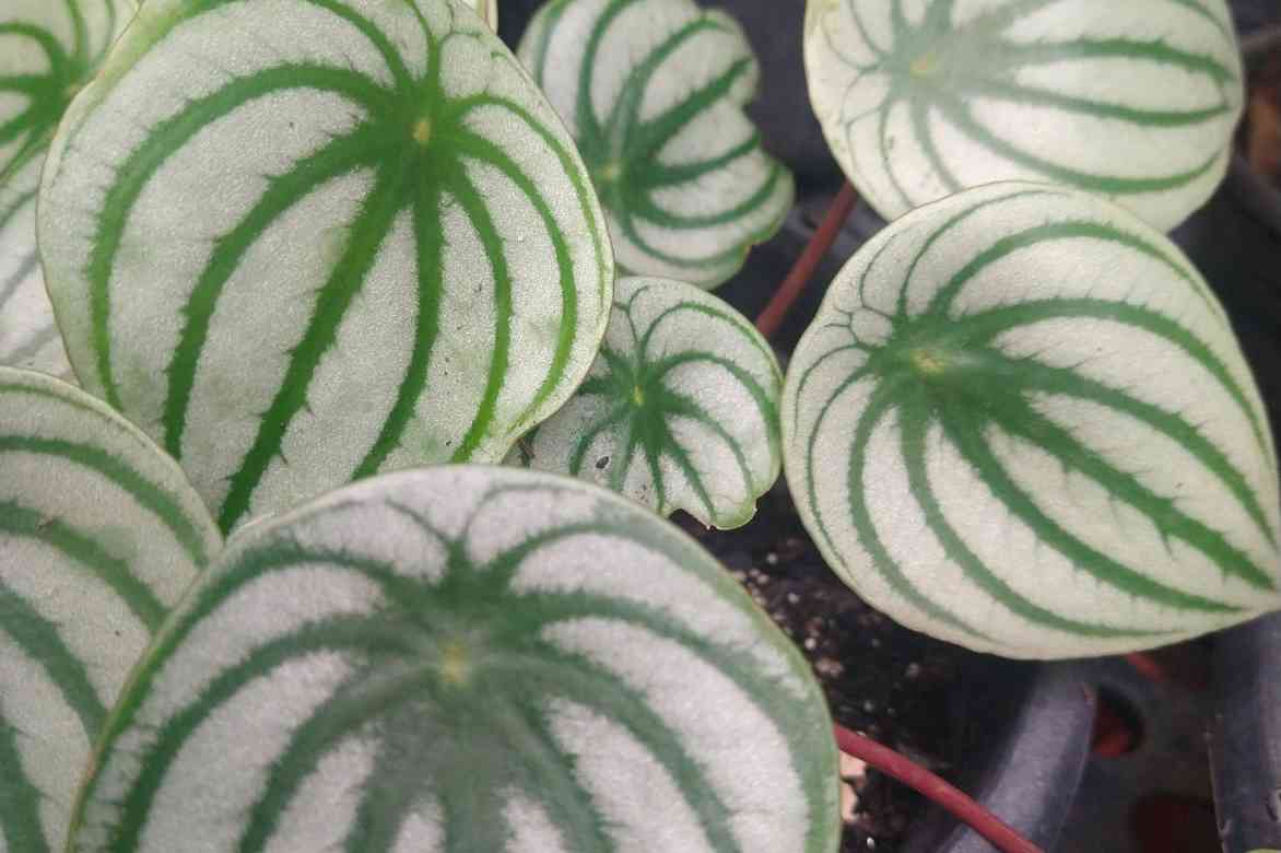 Peperomia Watermelon pasteque