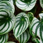 Peperomia : culture, entretien, choix des variétés