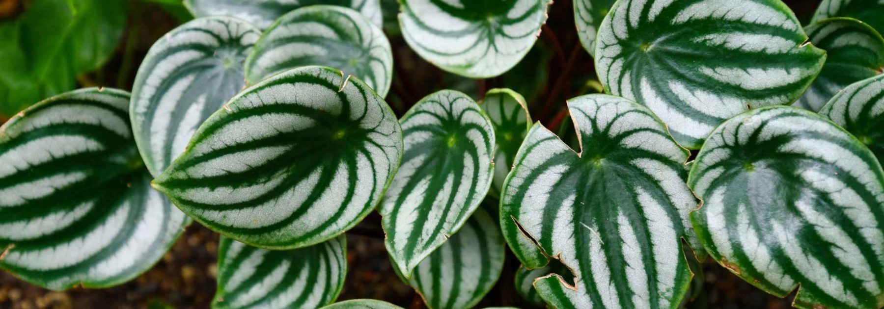 Peperomia : culture, entretien, choix des variétés