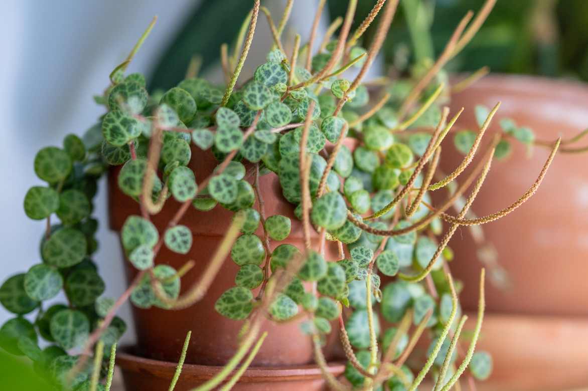 Peperomia rampant