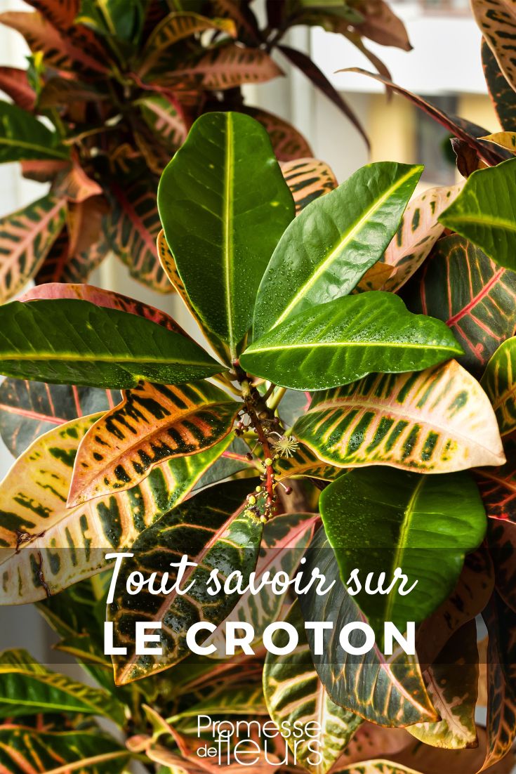 feuilles de croton