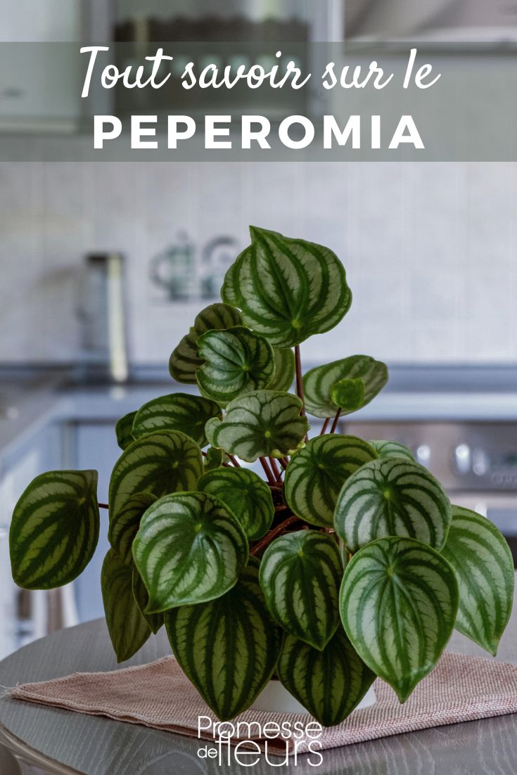 Peperomia Watermelon