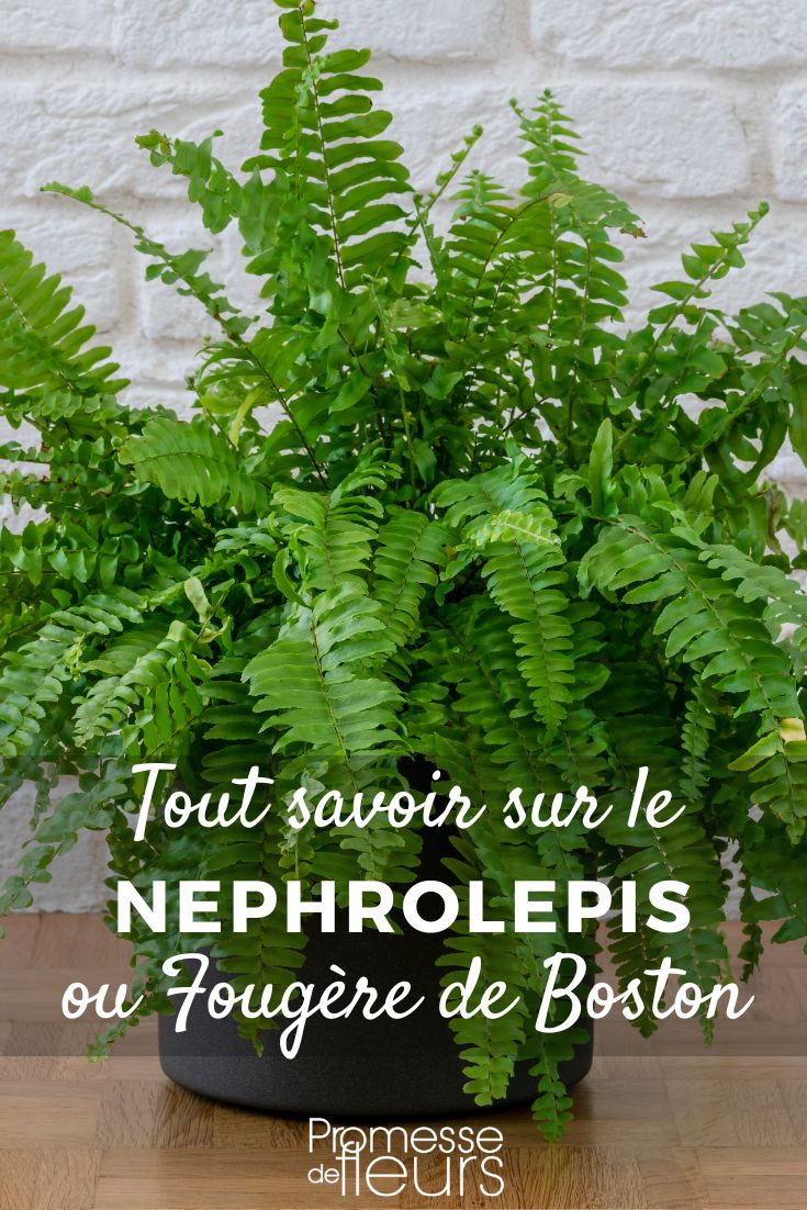 Fougère de Boston (Nephrolepis) : Culture, entretien