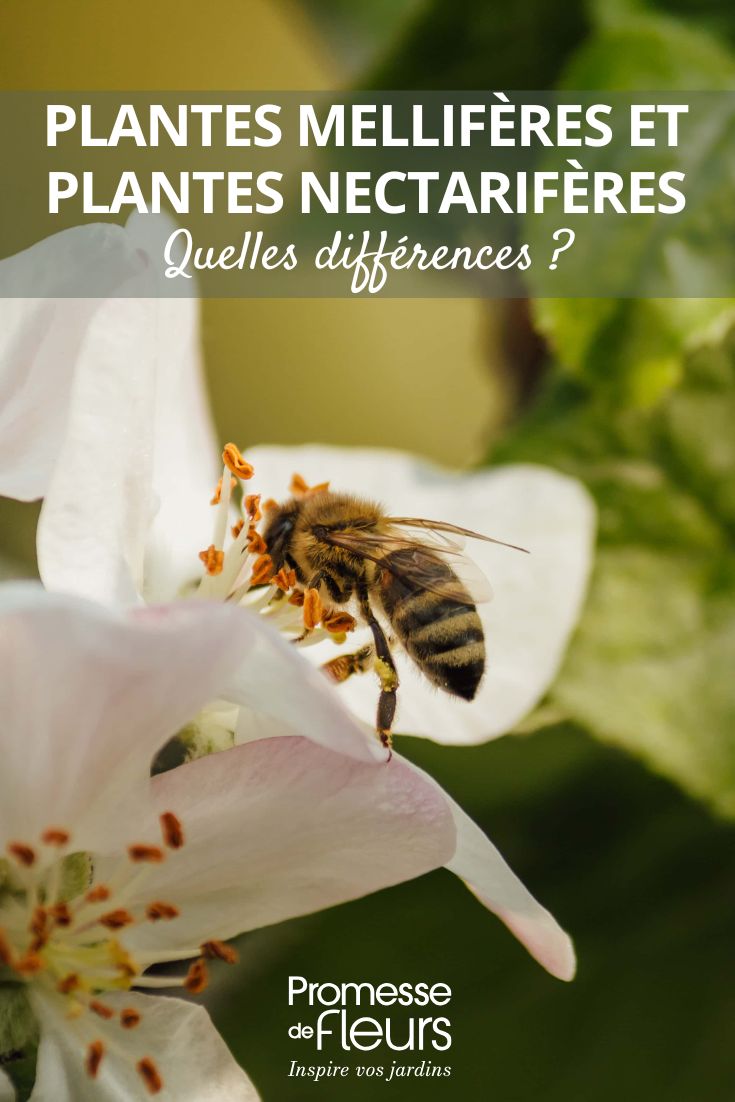 les plantes mellifères et plantes nectarifères du jardin : les différenciers