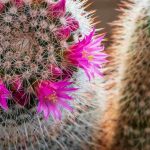 Faire fleurir des cactus : nos solutions et astuces infaillibles