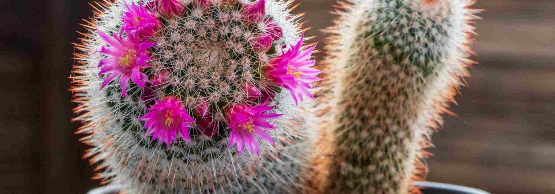 Faire fleurir des cactus : nos solutions et astuces infaillibles