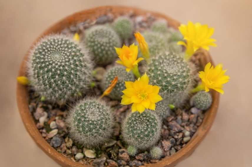 comment faire fleurir un cactus d'intérieur ? 