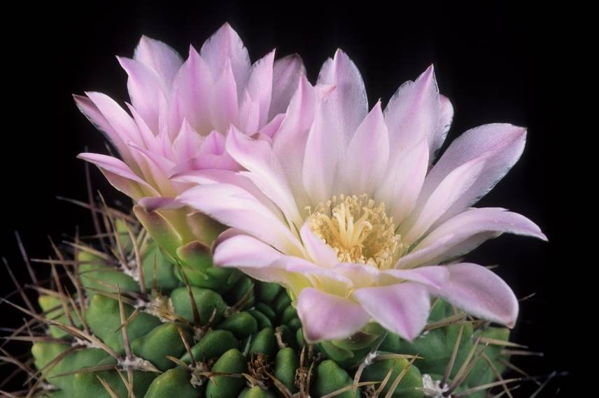 cactus en fleurs : comment faire ?