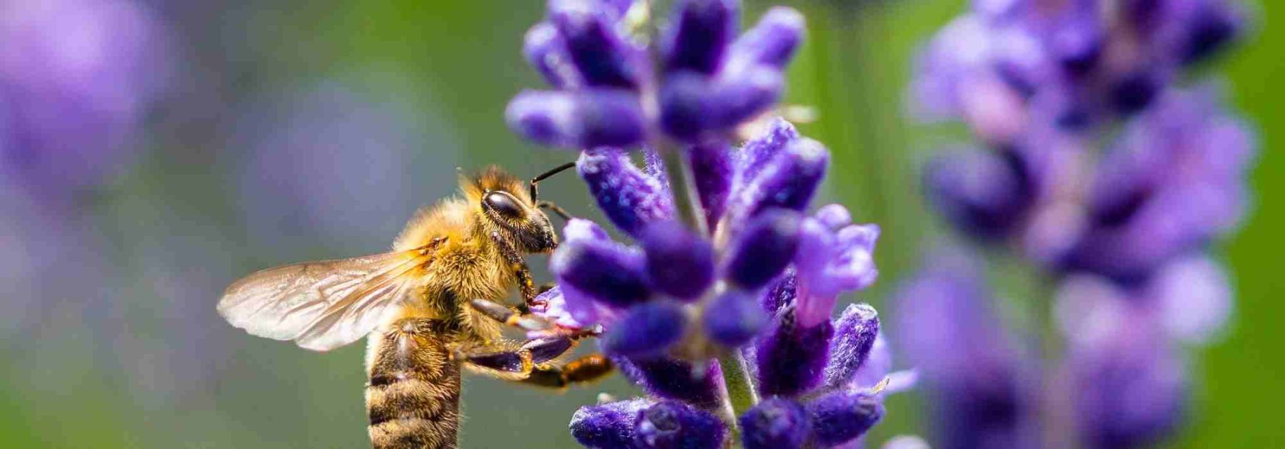 Plantes mellifères et plantes nectarifères : quelles différences ?