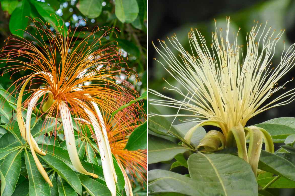 floraison exotique Pachira