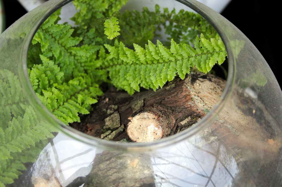 Nephrolepis terrarium