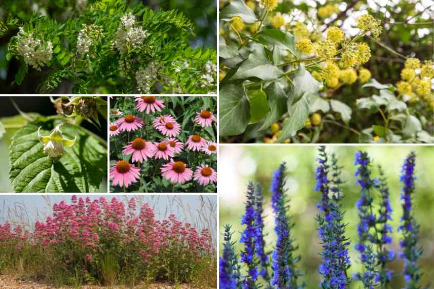 plantes nectarifères et plantes mellifères : les différences