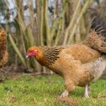 Adoptez les remèdes naturels pour des poules en pleine forme