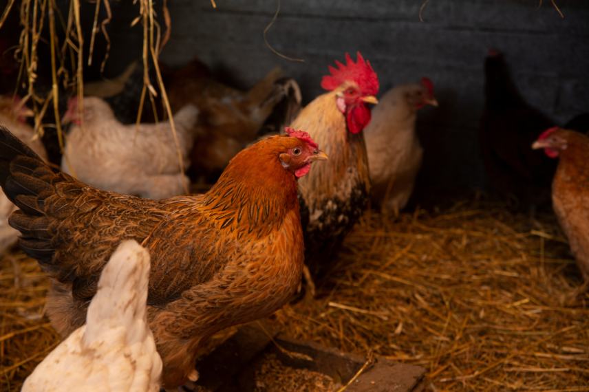 poules maladies traitements naturels