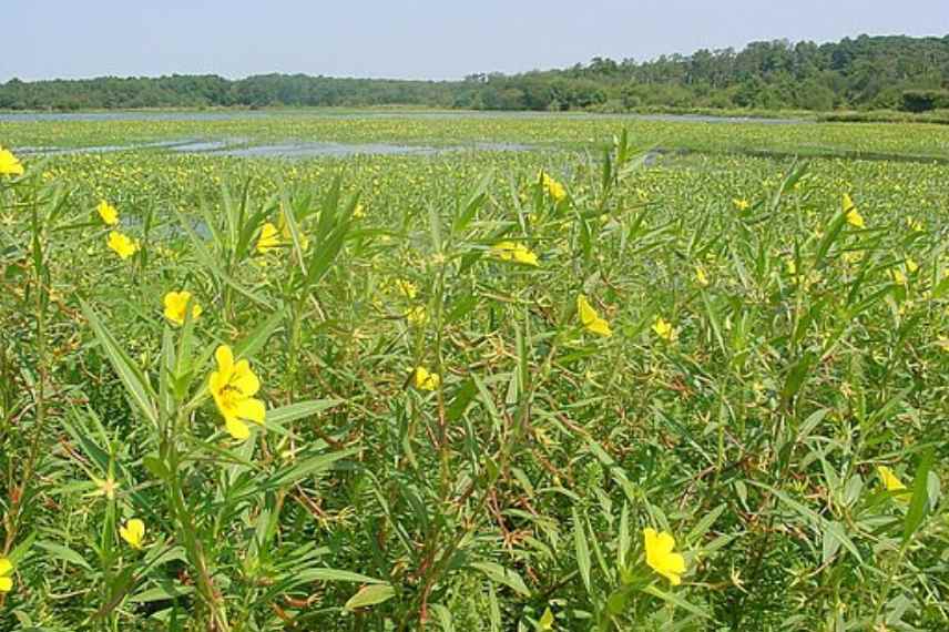 Invasive aquatische Pflanzen