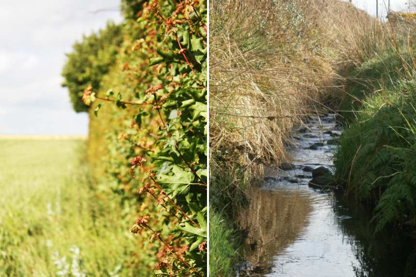 Gemüsegarten in der Nähe eines Feldes: Gefahr?