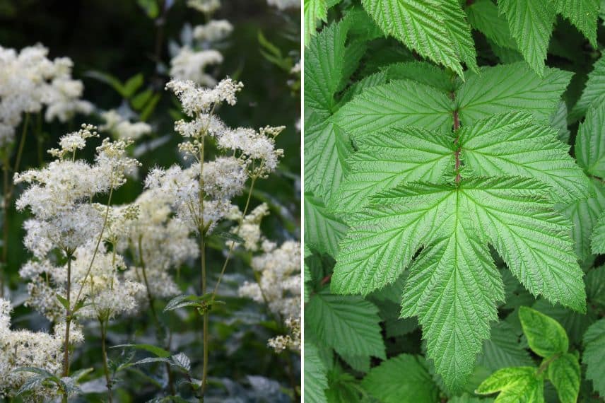 Blüten und Blätter von Filipendula ulmaria
