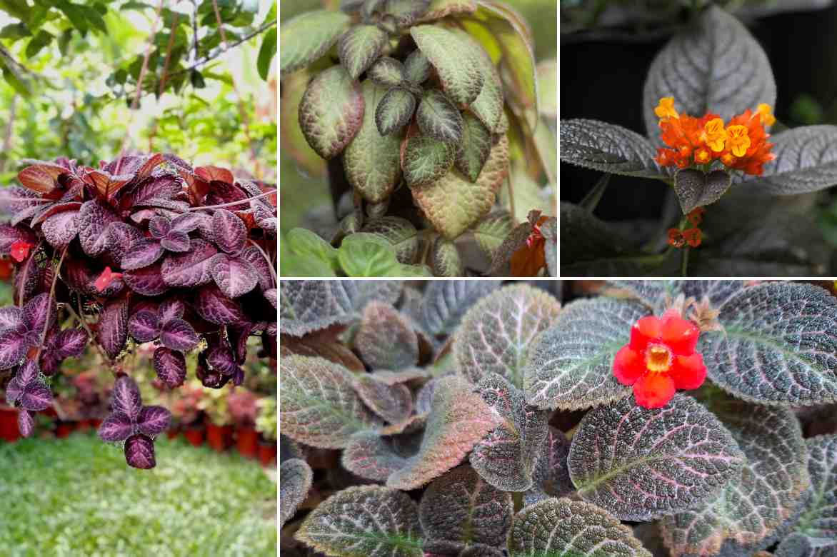 Episcia Vielfalt