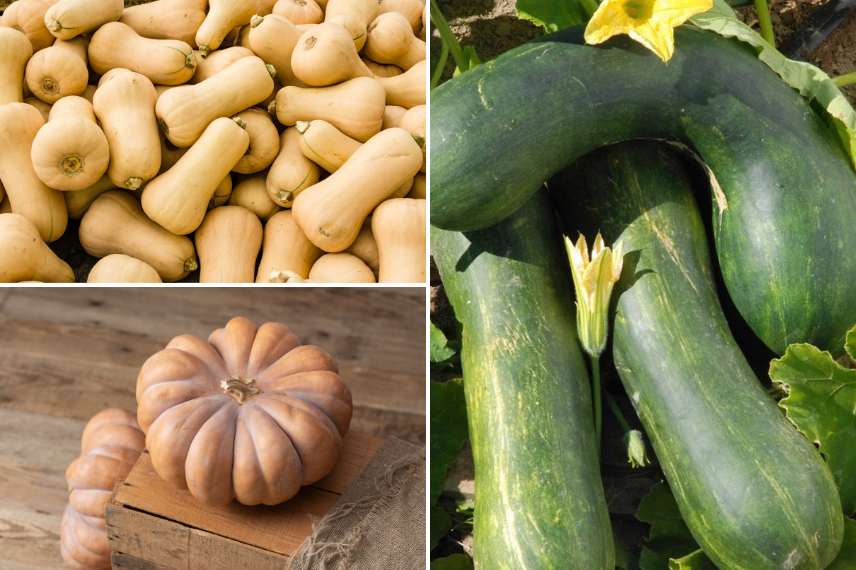 Kürbisfamilie (Cucurbita moschata)