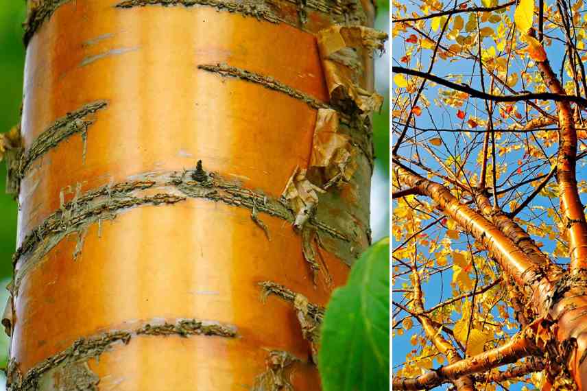 Baum mit orangefarbener Rinde