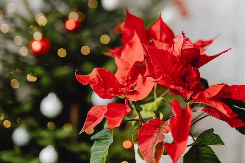 Poinsettie richtig pflegen