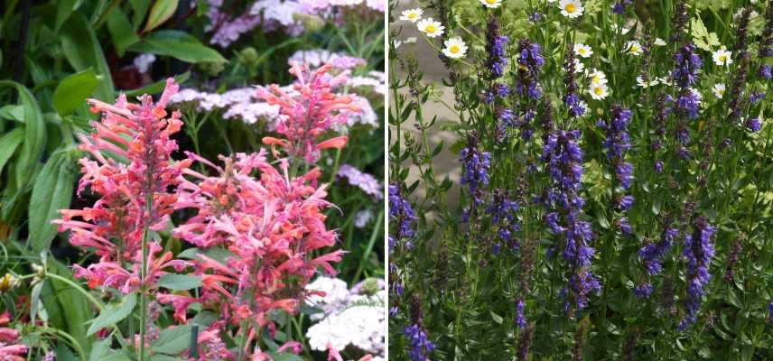 Aromatische und dekorative Staude für Beete