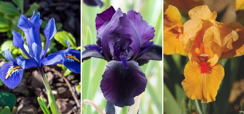 mittelhohe Iris für Einfassungen