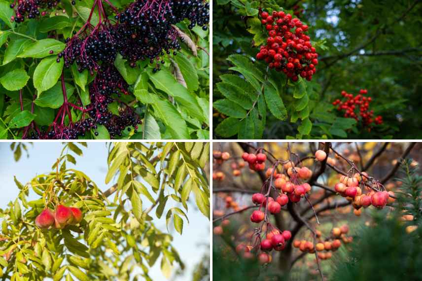 baies d'automne pour les oiseaux