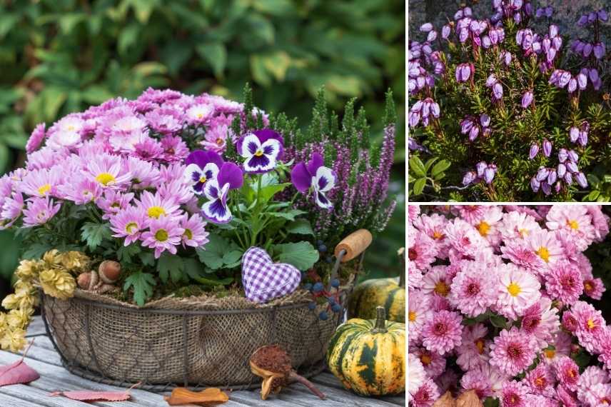 que planter avec des pensees
