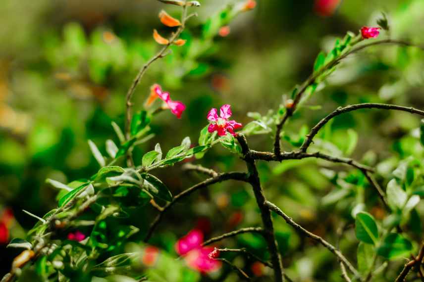 Cuphea hyssopifolia, Pflege für üppige Blüte