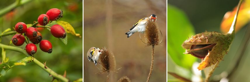 Essbare Früchte für Gartenvögel