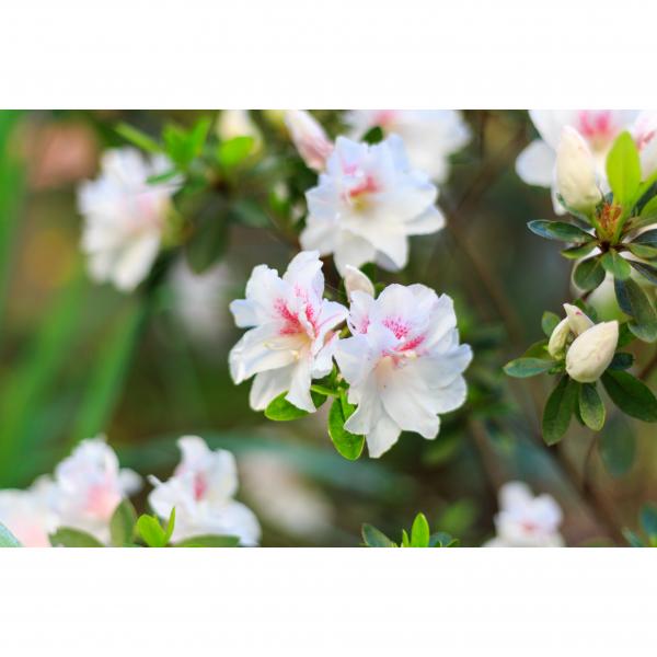 Azalée du Japon White Prince - Azalea japonica à floraison blanc-rose