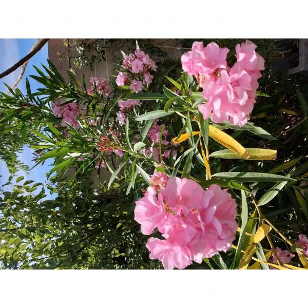 Laurier Rose Nerium Oleander Rose Double