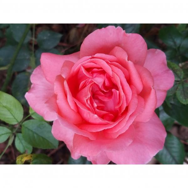 Rosier A Grandes Fleurs Special Anniversary Fleurs Tres Doubles Rose Magenta Tres Parfumees