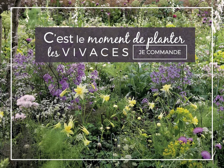 Promesse de fleurs plantes grimpantes