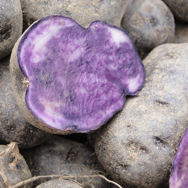 pomme_de_terre_vitelotte600x600