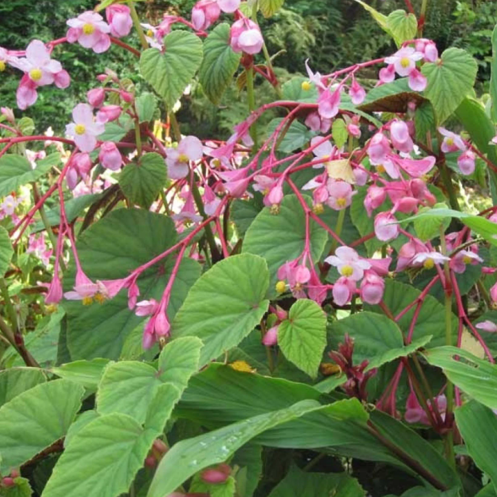 Bégonias vivaces