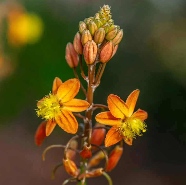 Bulbine