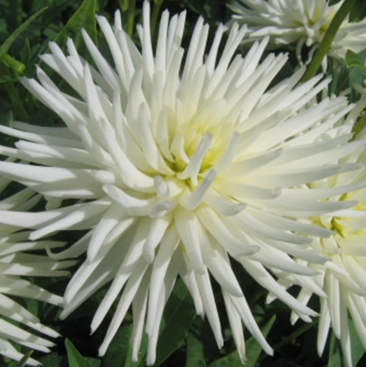 Dahlias blancs