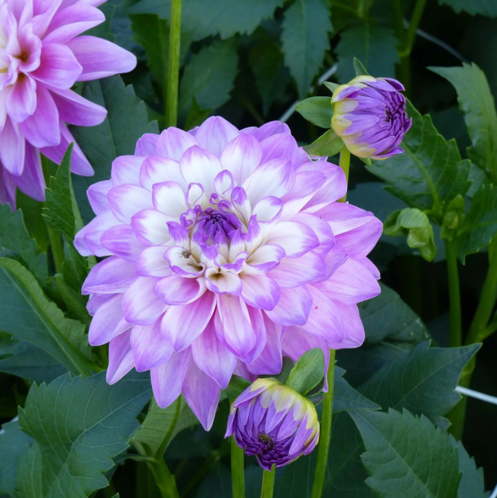 Dahlias bleus, violets et mauves