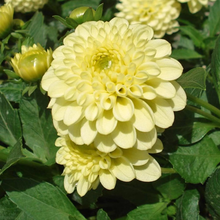 Dahlias jaunes