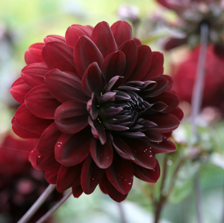 Dahlias noirs