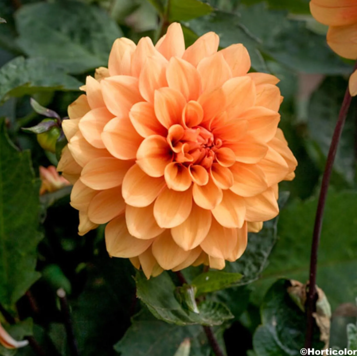 Dahlias orange