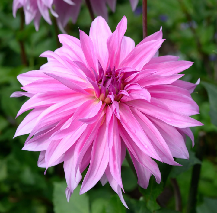 Dahlias roses