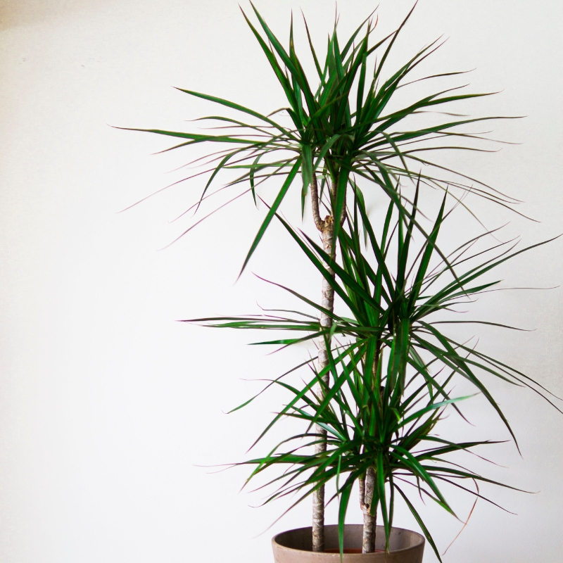 Dracaena