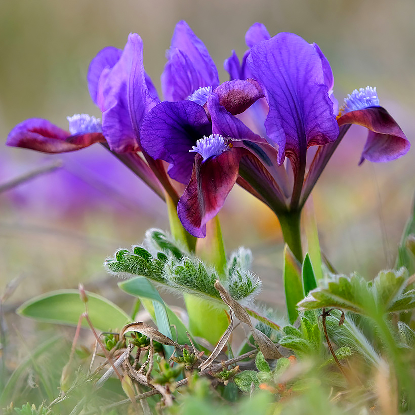 Assise de poussette Lémurien Céladon Orage - IRIS