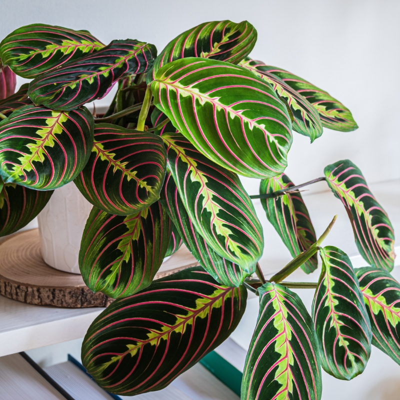 Maranta