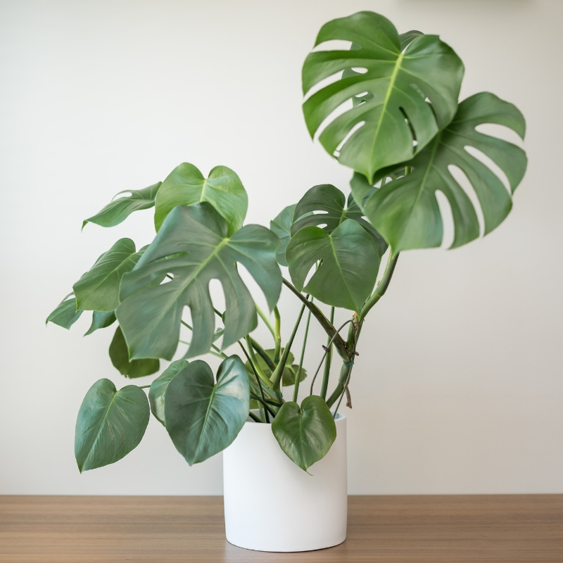 Monstera