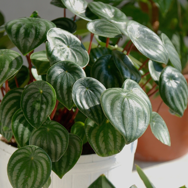 Peperomia