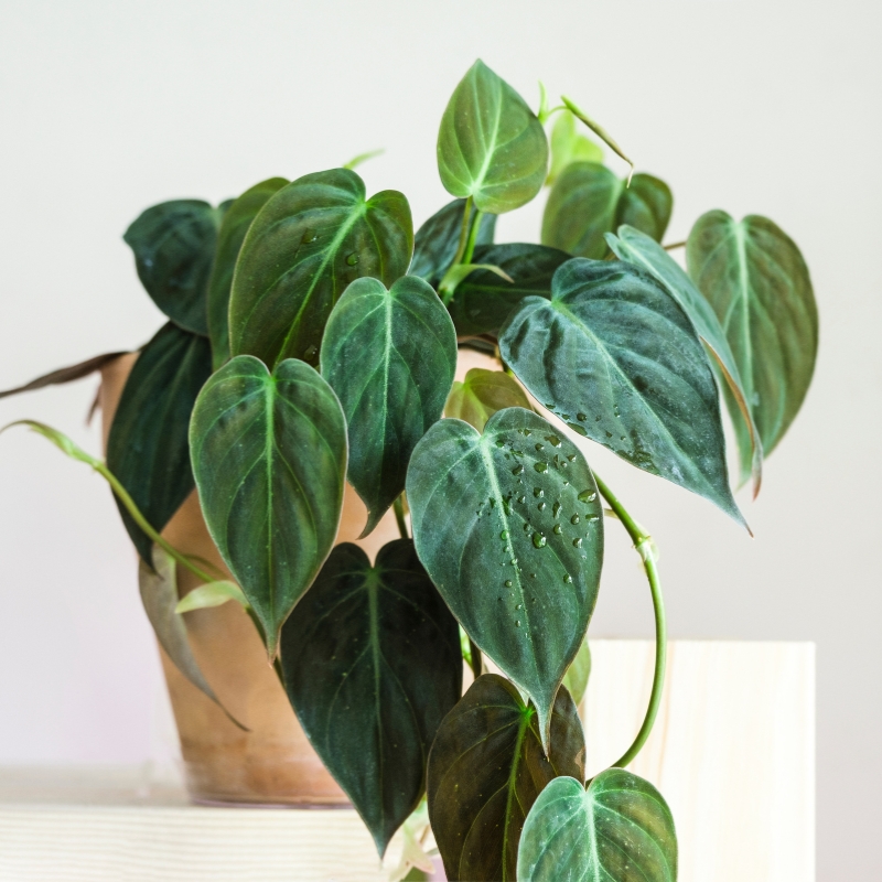 Philodendron